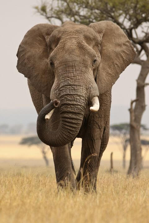 An African elephant looking at the viewer
