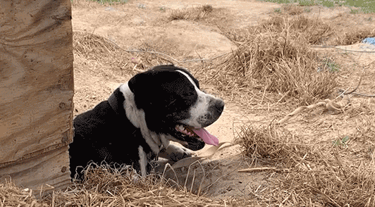 panting dog outside
