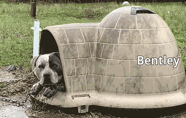 Bentley shivering.