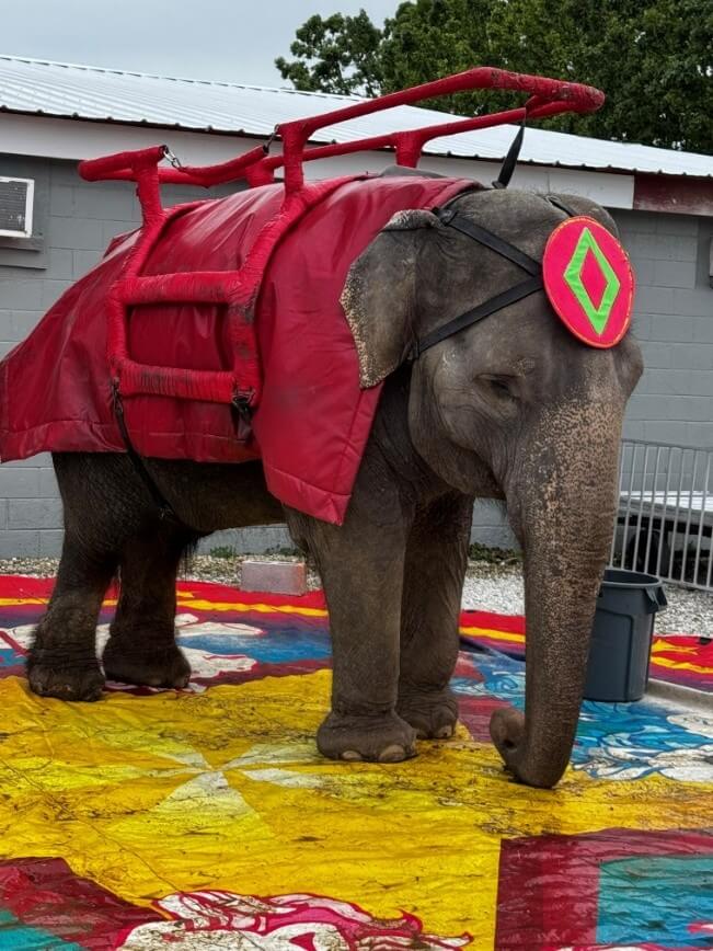 VIDEO: Former Shriners Patient's Plea: 'Please, End Cruel Animal