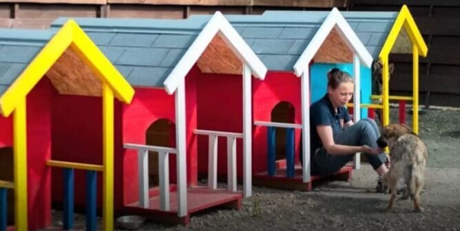 Colorful dog houses