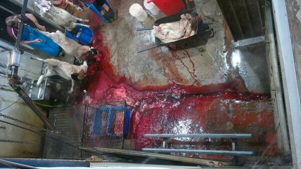 Kill floor ar Australian lamb farm