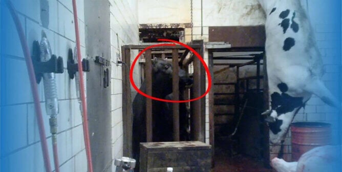 cow in slaughterhouse