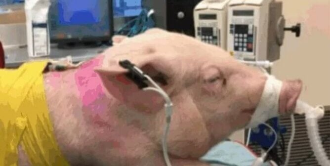 Pig on an operating table