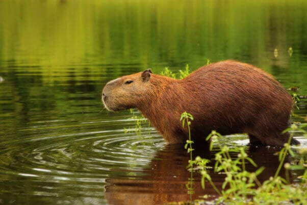 capybara