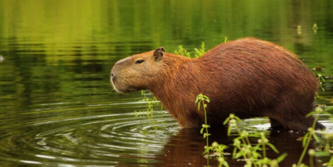 capybara