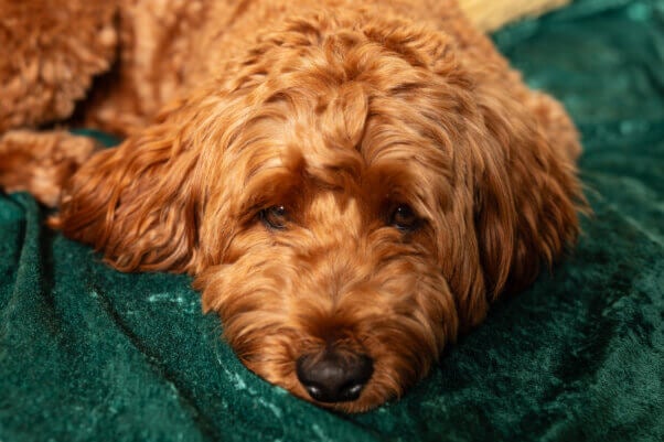 Goldendoodle