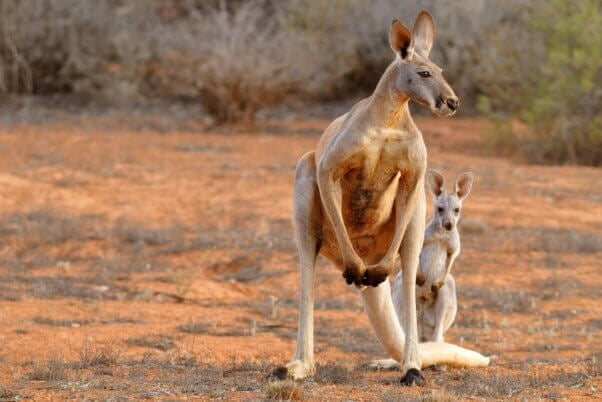 Adult and baby kangaroo