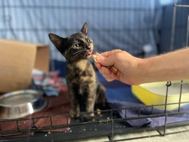 A kitten enjoying a tube snack