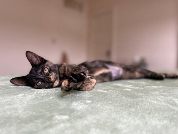A tortoiseshell kitten