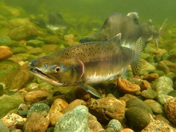 A salmon swimming in a creek