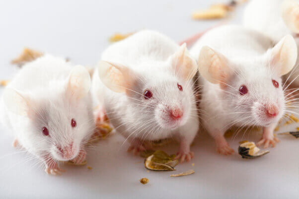 three white mice