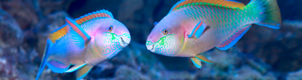 Catch This! Divers Discover That Fish Are Someones | PETA
