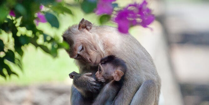 two macaques and flowers