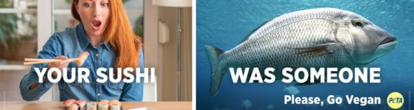 Catch This! Divers Discover That Fish Are Someones | PETA