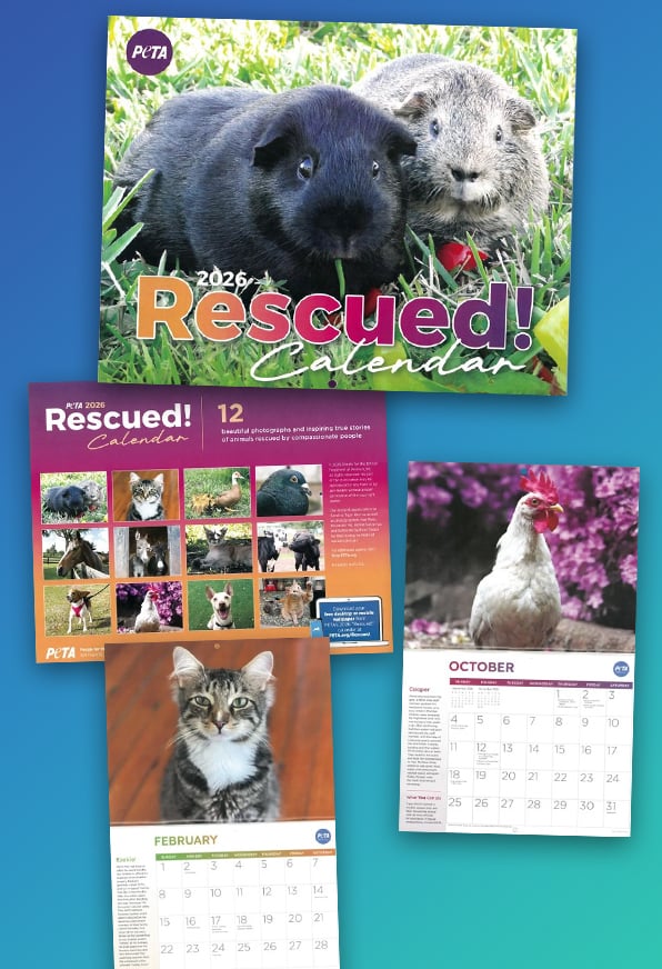 A collage of photos from PETA's 2026 Rescued calendar