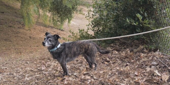 A dog tied to a fence