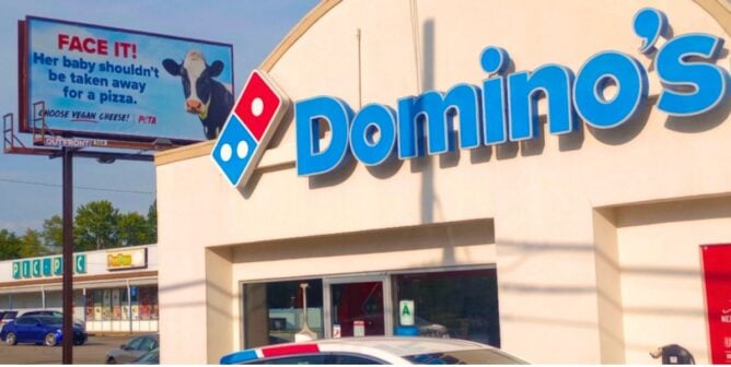 A photo of a Domino's storefront with a billboard in the background with a photo of a cow and text reading: Face it! Her baby shouldn't be taken away for a pizza