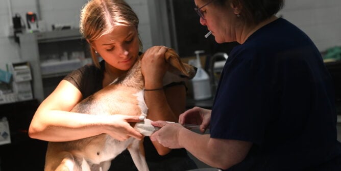 PETA staff giving a beagle an injection