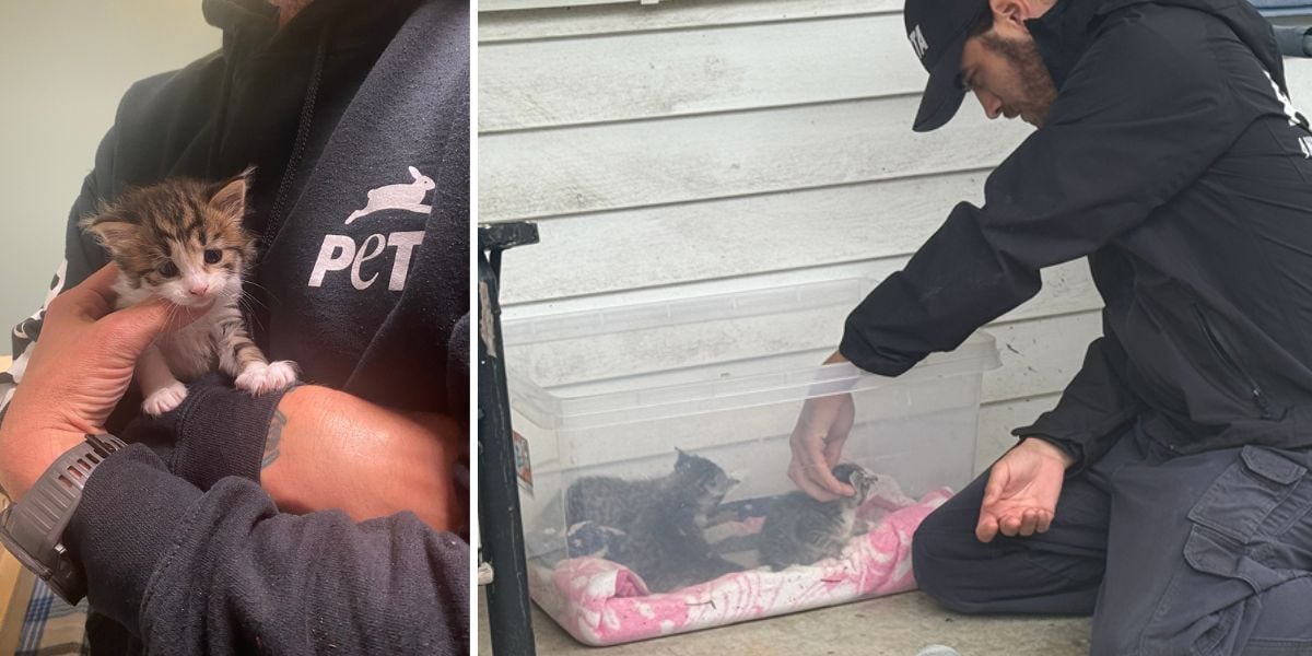 CAP rescuer holding kittens