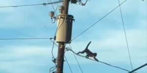 A Monkey Escaped Zootastic—Then THIS Happened | PETA