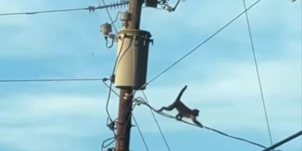 the monkey who escaped zootastic scampers along electric wire