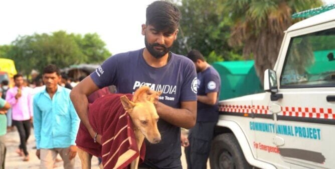 A man in a PETA India shirt holding a rescued dog