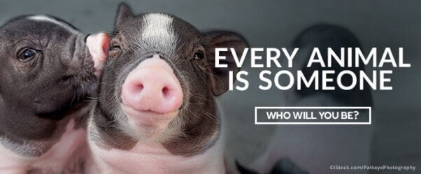 Two black and white piglets cuddling. Text reads Every Animal Is Someone: Who Will You Be?