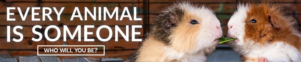 Two guinea pigs share hay. Text reads Every Animal Is Someone: Who Will You Be?