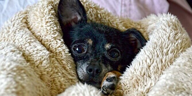 A dog wrapped in a towel