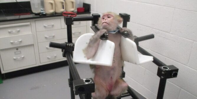 A monkey restrained in a device