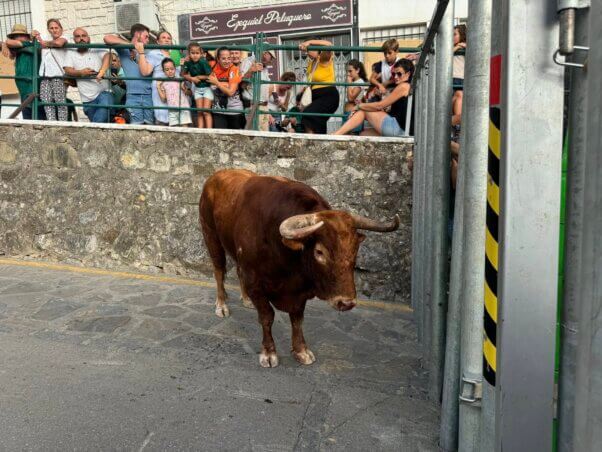 Bull at running of the bulls festival