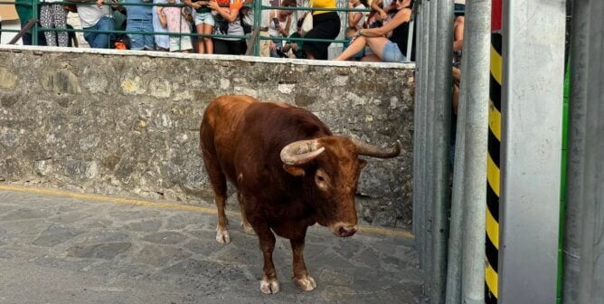 Bull at running of the bulls festival