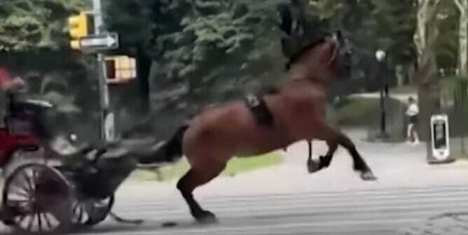 Carriage horse Bambi bolts in Central Park