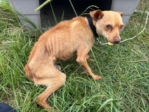 Chico, a small emaciated dog