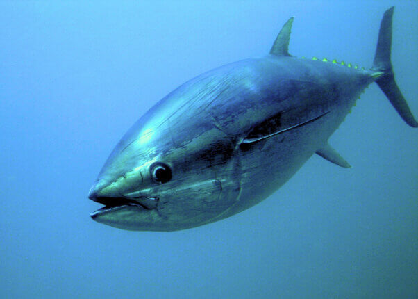 Bluefin Tuna Swims in the Ocean