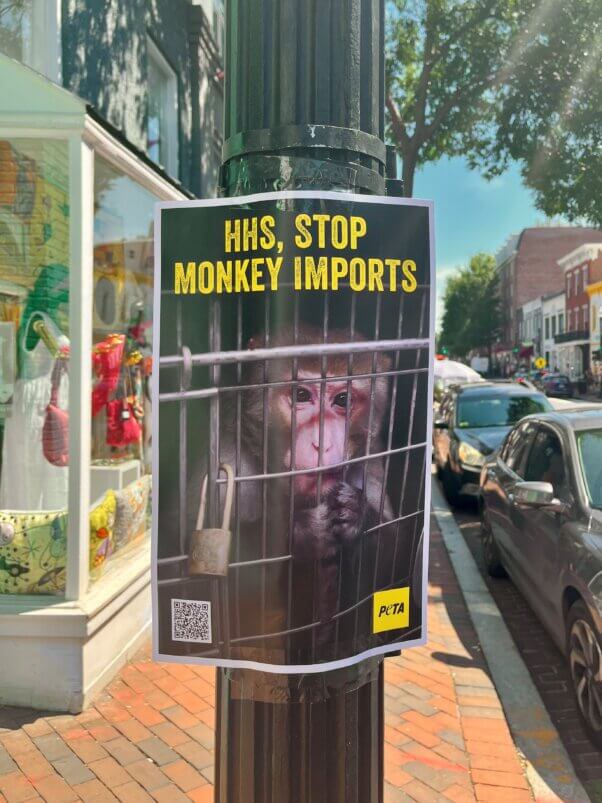A poster taped to a pole saying 'HHS, Stop Monkey Imports'