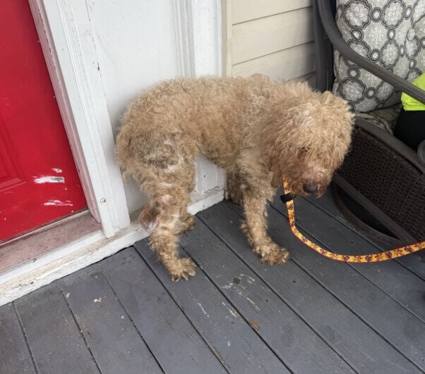A goldendoodle dog with matted fur