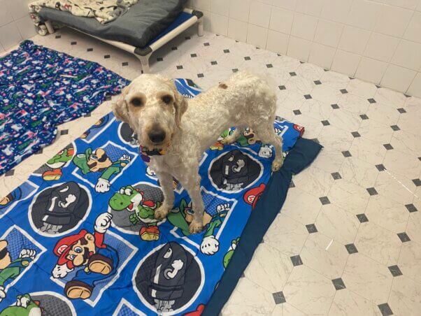 Keke, now shaved and looking at the camera