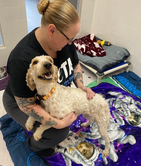 A person petting Keke, a pale white goldendoodle dog