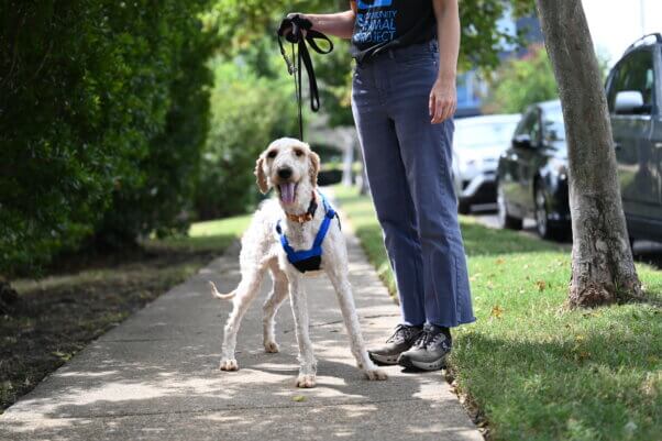 A white dog outside in a harness
