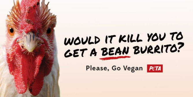 Billboard ad showing a photo of a chicken looking at the camera. Text reads "Would it kill you to get a bean burrito? Please, go vegan"