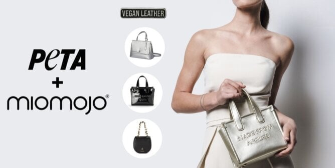 peta x miomojo collaboraion featured image