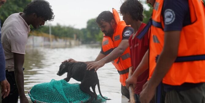 Rescue workers helping black dog