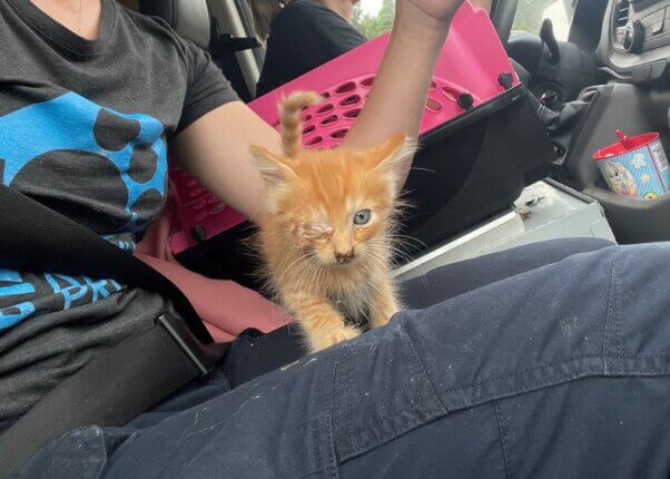 An orange and white kitten on someone's lap. One of his eyes looks to be fused shut