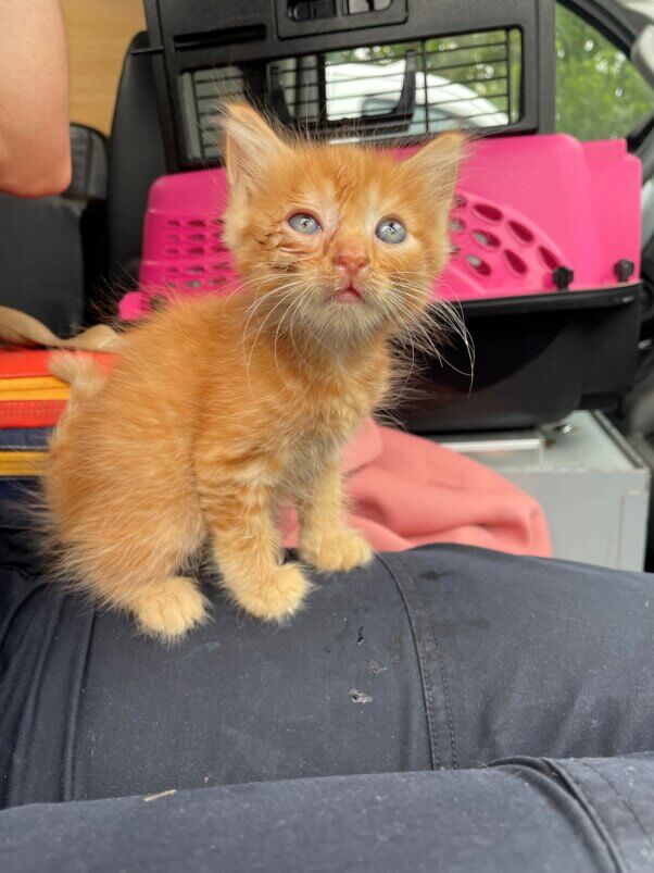 An orange and white kitten looking up from someone's lap