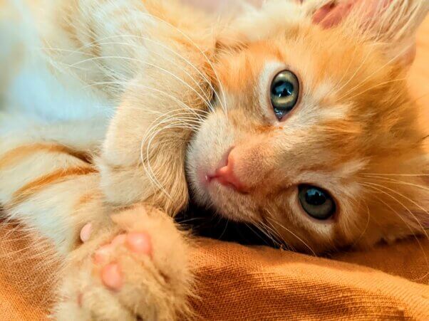 An orange and white tabby looking at the camera