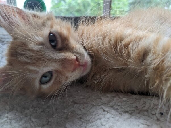Ann orange and white kitten laying on his side