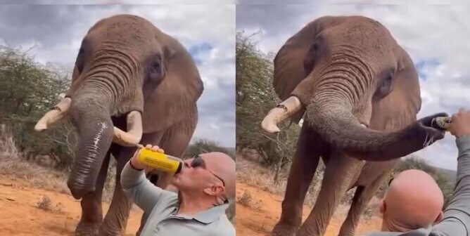 Tourist pours beer down elephant's throat