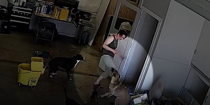 woofin palooza owner kicking dog